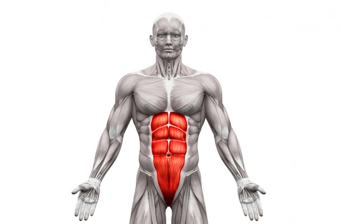 Anatomie des abdominaux : Tout savoir sur la musculature abdominale