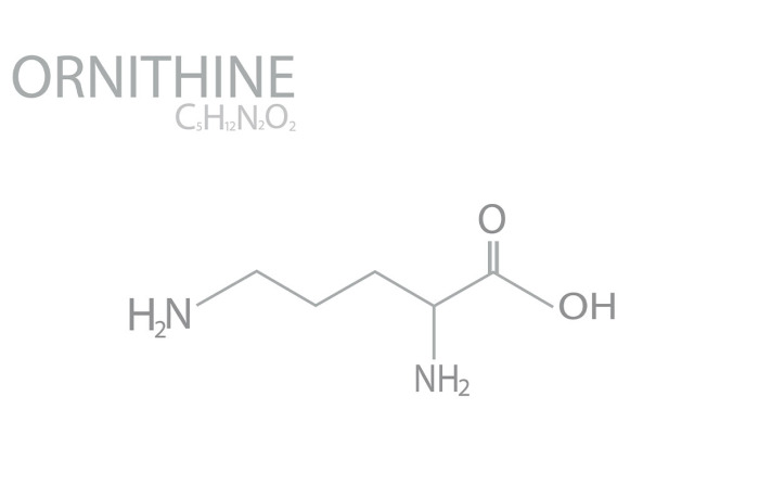 Ornithine, un acide aminé à connaître