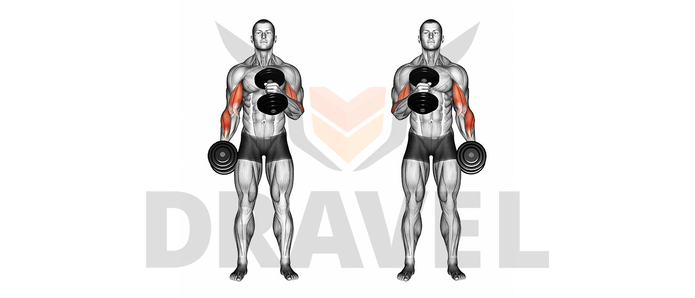 Afstoten Kreta Afleiden Exercice biceps : Le top 5 des meilleurs exercices pour avoir de gros bras. - DRAVEL Afstoten Kreta Afleiden Exercice biceps : Le top 5 des meilleurs exercices pour avoir de gros bras. - DRAVEL