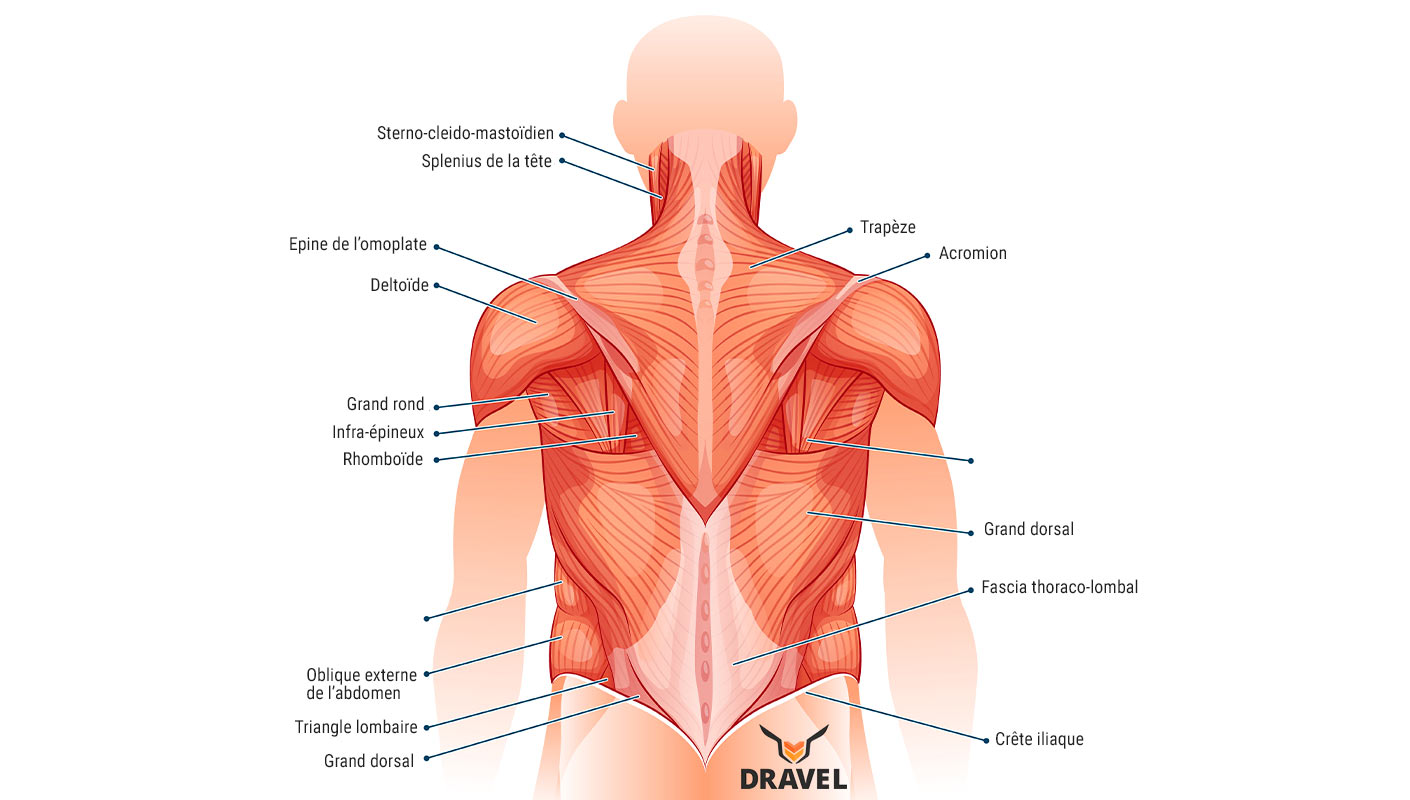 Muscles du dos : Anatomie et conseils pour la musculation - DRAVEL