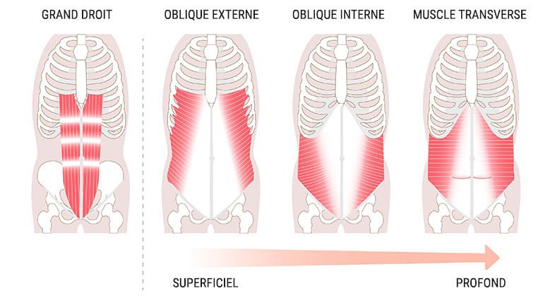 anatomie abdominaux