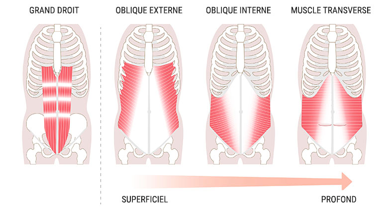 Musculation des abdominaux