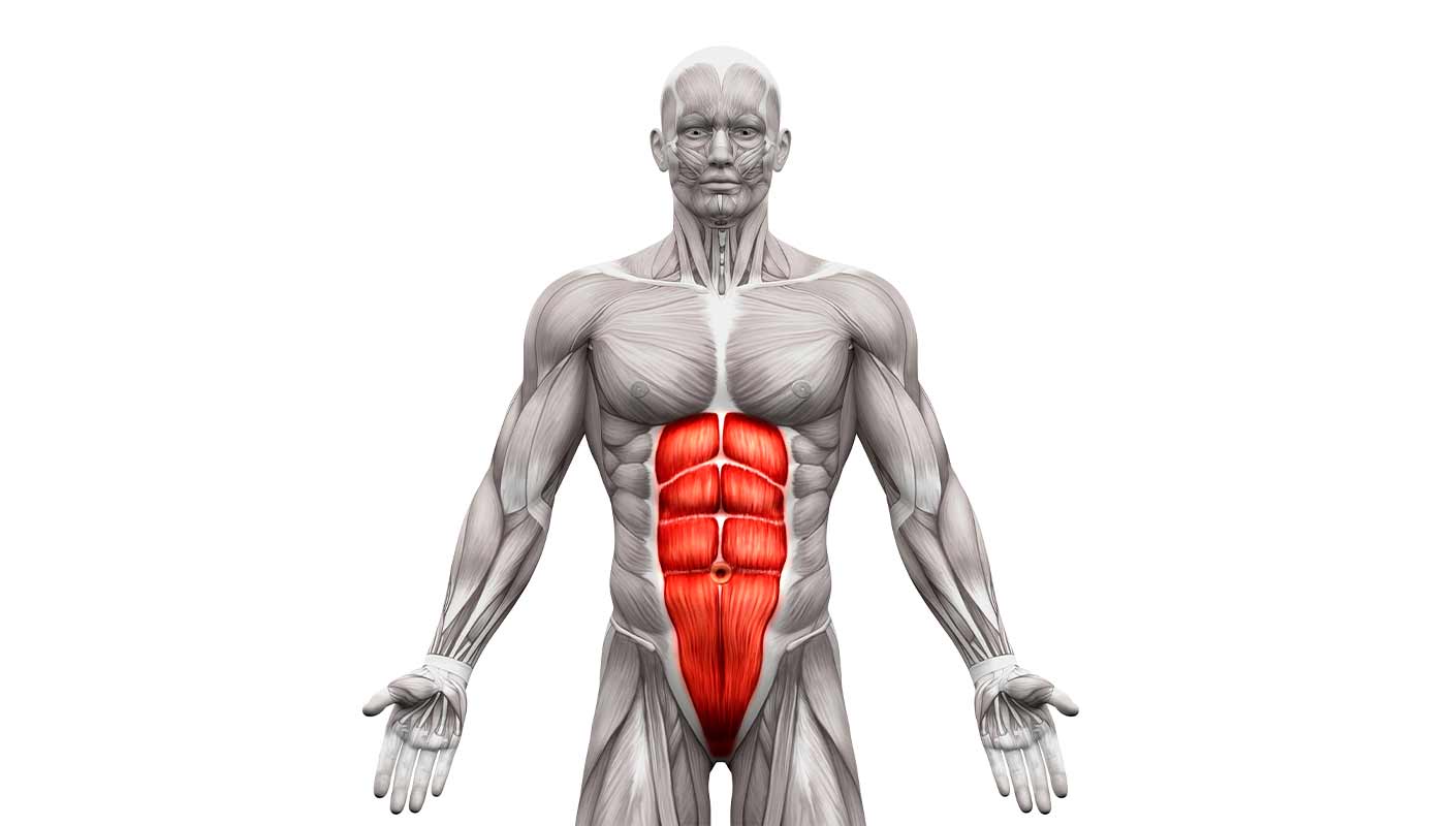 Anatomie des abdominaux : Tout sur les muscles de la sangle