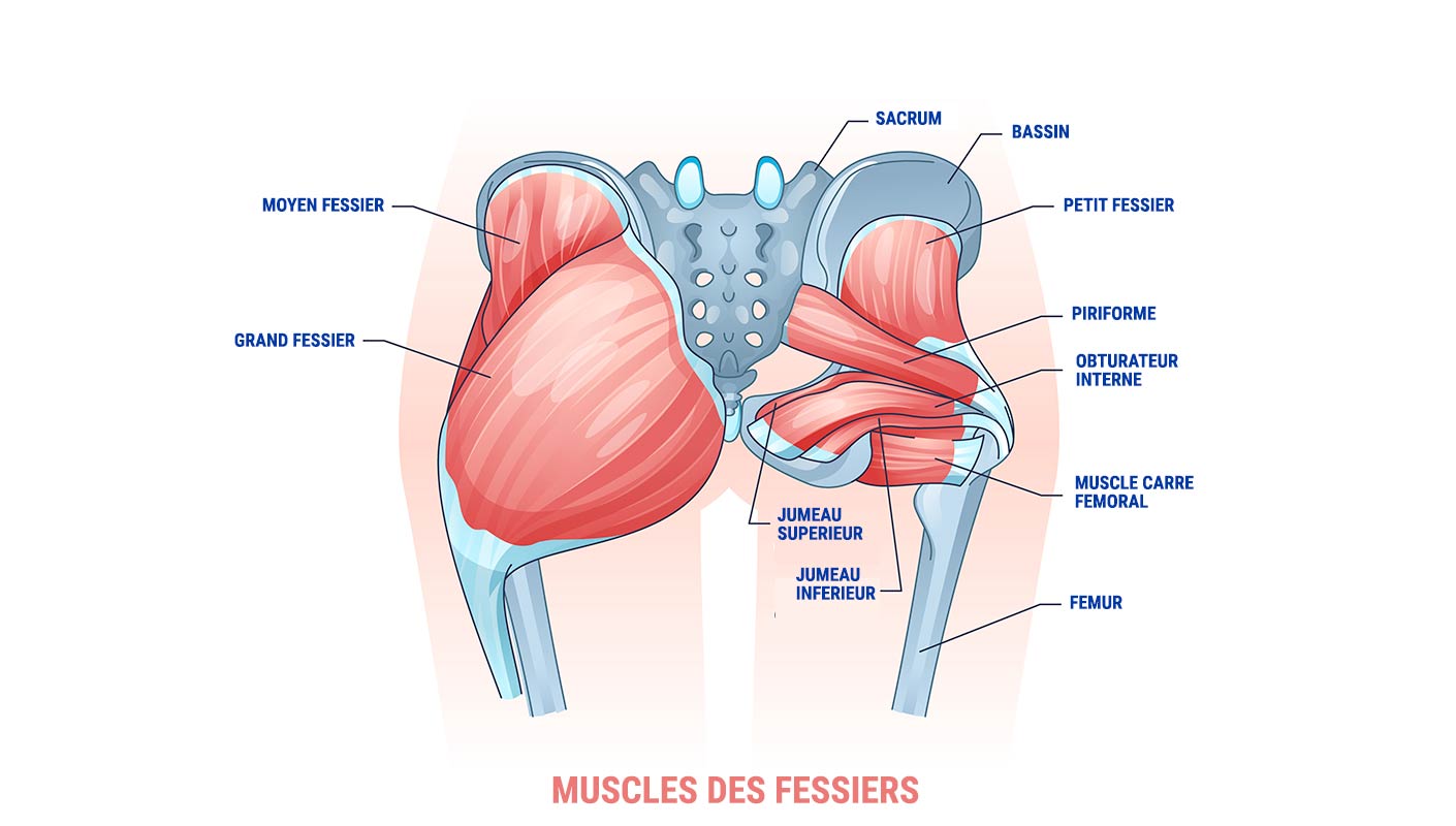 Anatomie des fessiers