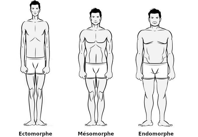 morphologie ectomorphe