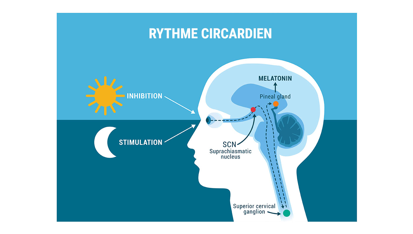 rythme circadien