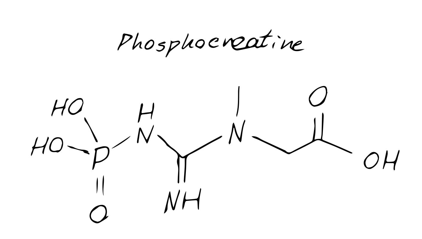 phosphocréatine