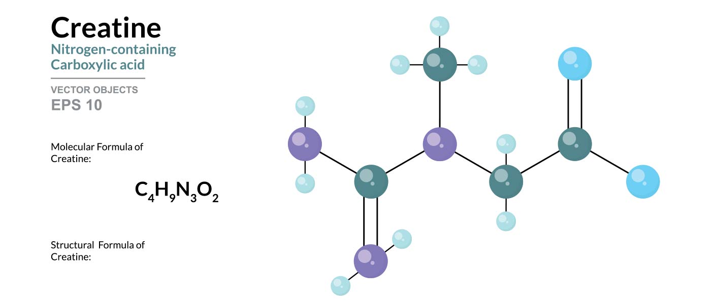 études sur la créatine et force musculaire