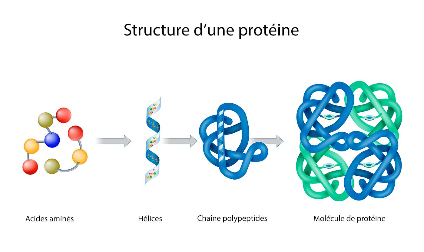 structure d'une molécule de protéine