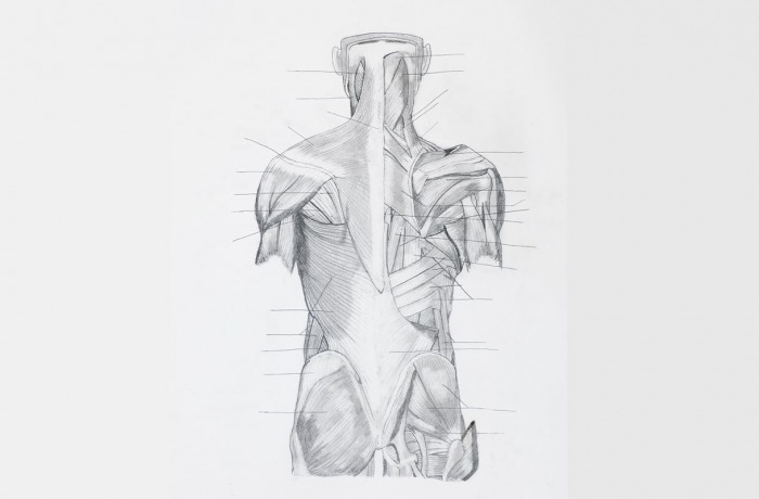 Anatomie du dos pour la musculation : un guide complet