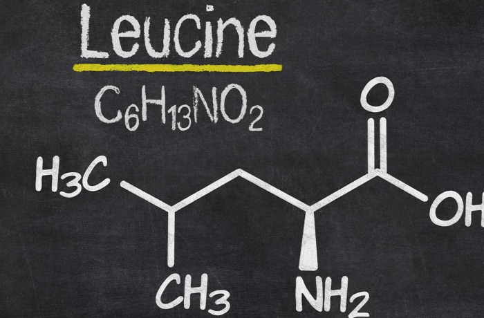 La leucine : un acide aminé essentiel pour vos muscles