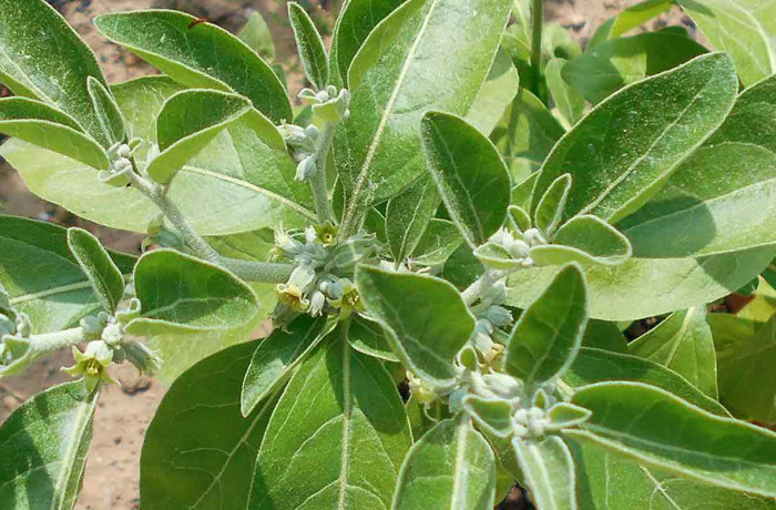 Ashwagandha, une plante ancestrale contre le stress et pour le bien être
